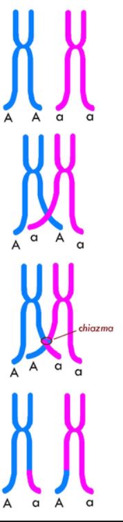 Two homologous chromosomes swap pieces of genetic information.