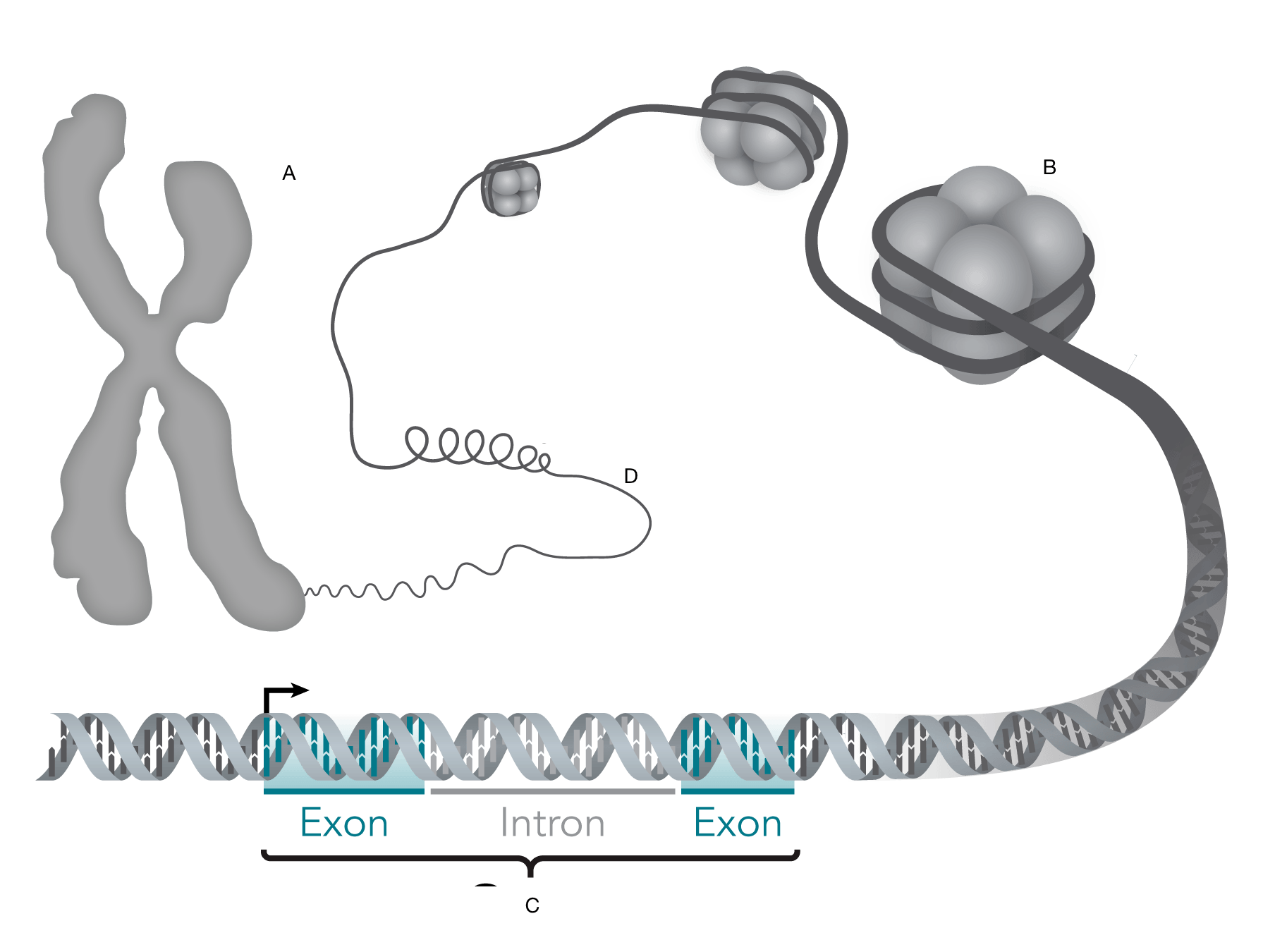 The double helix shape is labeled c. It is coiled around histones, labeled b. Labeled D, the histones begin to bunch up. The tightly coiled mass that looks like an X is made of these coils.