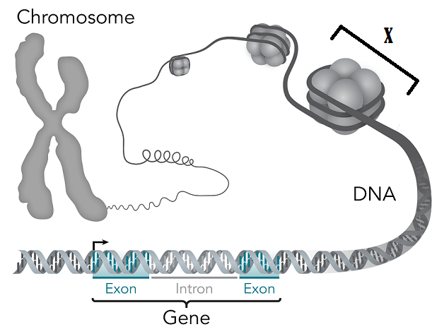 Genes make up DNA, which is coiled into a chromosome. Structure x is DNA wrapped around a protein.