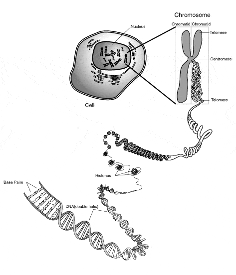 Cells store their genetic information in their nucleus in the form of chromosomes. These chromosomes are bundles of DNA which carry all the genetic information a cell needs. DNA is made up of base pairs bonded in specific orders, like the binary code of a computer.