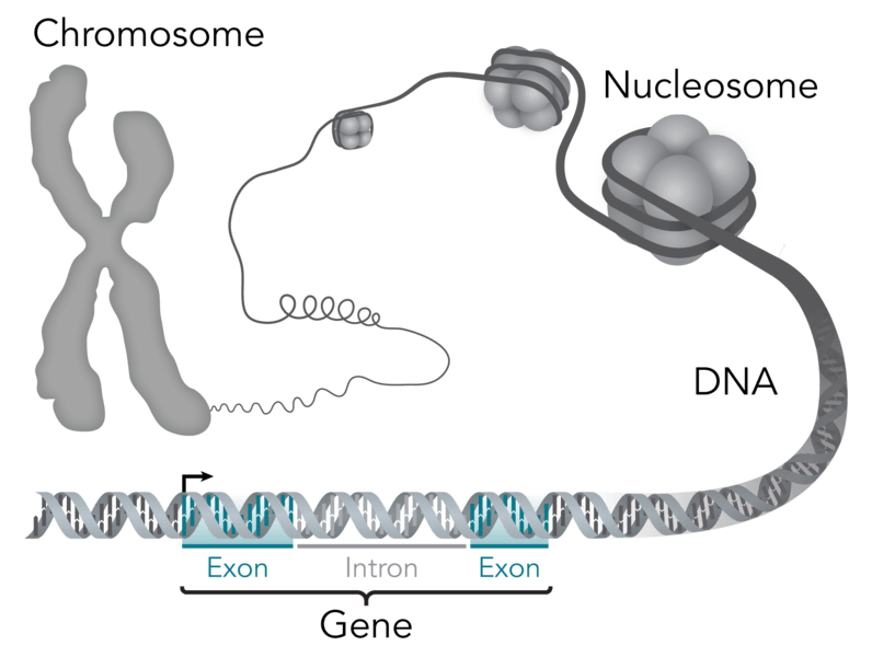 A diagram showing a chromosome uncoiling into a nucleosome, then DNA, and then a gene with exons and introns.