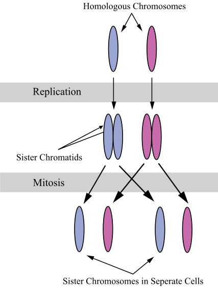 A diagram of chromosomes throughout the cell cycle. We start with a chromosome with one chromatid. During S phase, the chromosome is replicated so it now has two chromatids. During mitosis, the chromatids separate into two different cells. Each cell will have one chromosome with one chromatid.