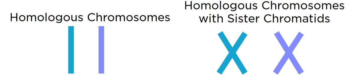 Chromosomes vs. Chromatids