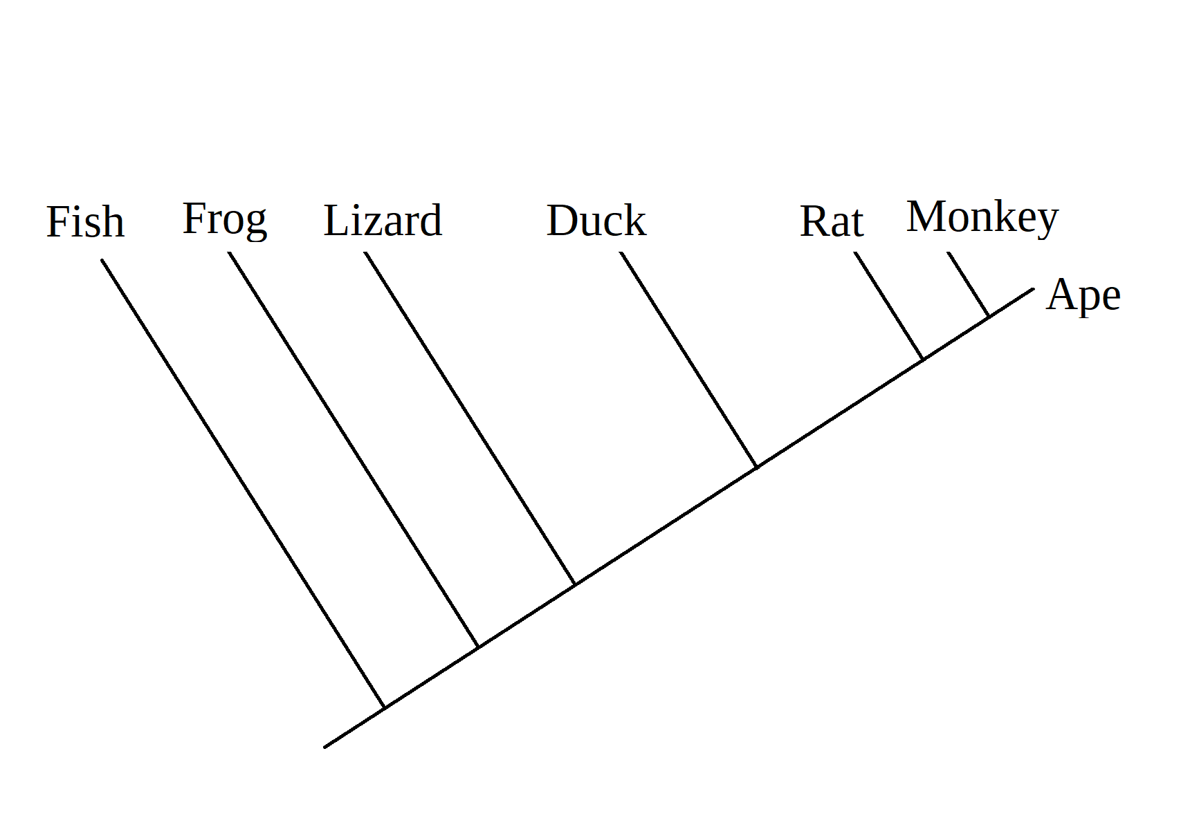 The image displays a cladogram. Along a central line, offshoots run to "fish", "frog", "lizard", "duck", "rat", "monkey" and "ape" categories.