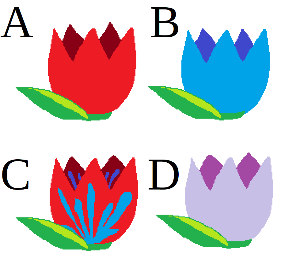 An image of four tulips. Tulip A is red. Tulip B is blue. Tulip C is red with blue stripes. Tulip D is purple.