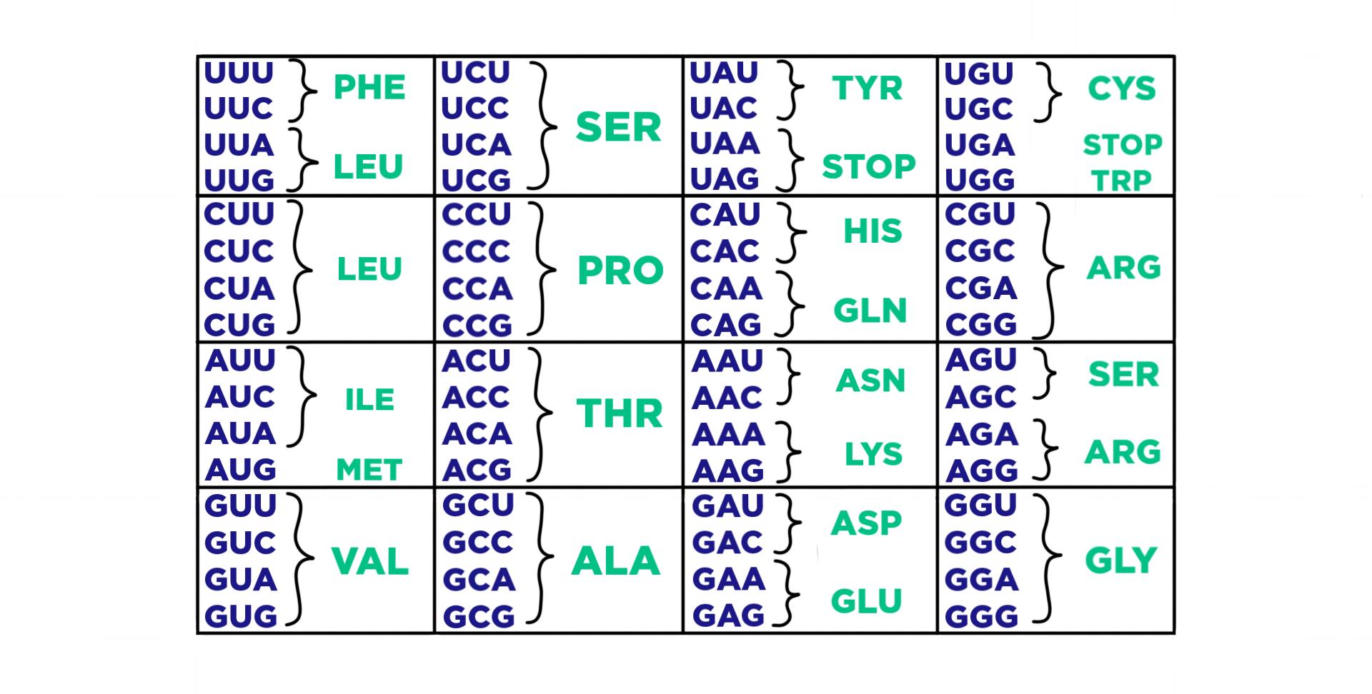 Codons Definition Role In Translation Expii