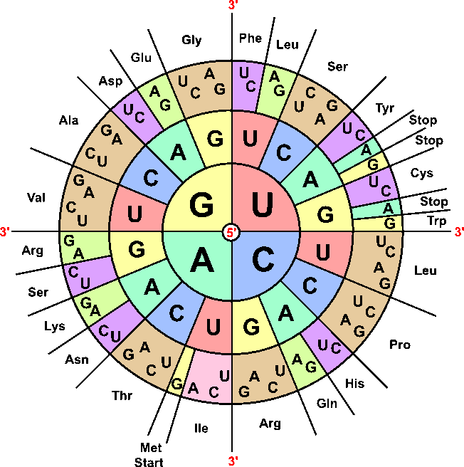 A list of codons and the amino acids they code for. UUU and UUC code for Phe. UUA, UUG, CUU, CUC, CUA, and CUG code for Leu. AUU, AUC, and AUA code for Ile. AUG codes for Met. GUU, GUC, GUA, and GUG code for Val. UCU, UCC, UCA, UCG, AGU, and AGC code for Ser. CCU, CCC, CCA, and CCG code for Pro. ACU, ACC, ACA, and ACG code for Thr. GCU, GCC, GCA, and GCG code for Ala. UAU and UAC code for Tyr. UAA, UAG, and UGA code for Stop. CAU and CAC code for His. CAA and CAG code for Gln. AAU and AAC code for Asn. AAA and AAG code for Lys. GAU and GAC code for Asp. GAA and GAG code for Glu. UGU and UGC code for Cys. UGG codes for Trp. CGU, CGC, CGA, and CGG code for Arg. AGU, AGC, AGA, and AGG code for Arg. GGU, GGC, GGA, and GGG codes for Gly.