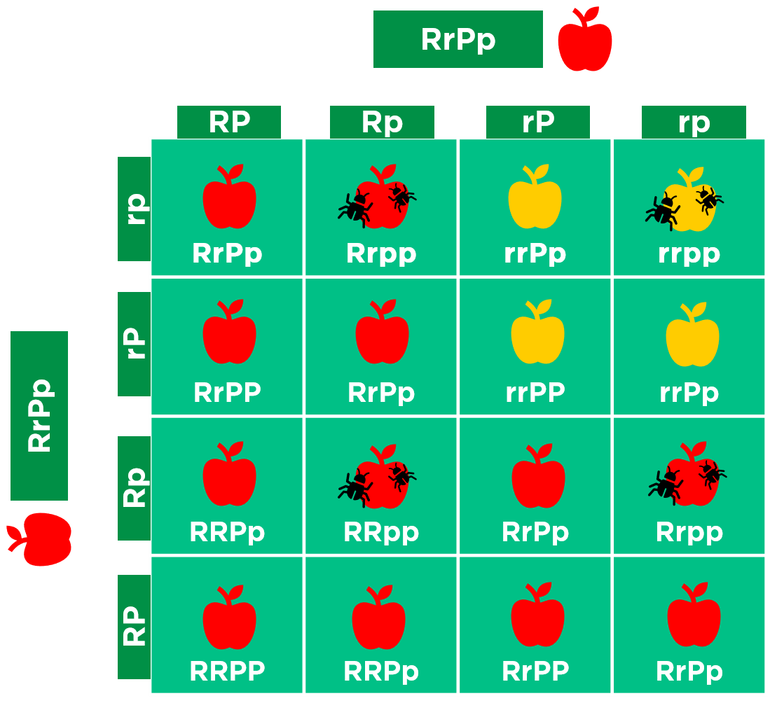 Apple Punnet square showing that the two traits described above are inherited independently.
