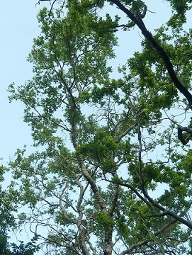 A picture of a River Bushwillow.