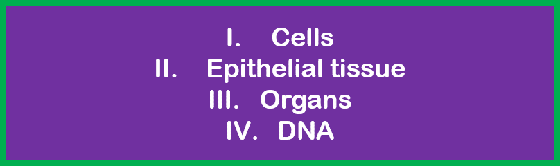 1: Cells.  2: Epithelial tissue. 3: Organs.  4: DNA.