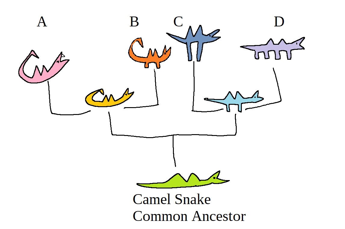The image displays a phylogenetic tree of the Camel Snake, an ancient creature that was a snake with two bumps on its back. The original camel snake diverged into two species. The golden camel snake had a poisonous spine on its tail. The blue camel snake developed legs.
The golden camel snake diverged into two species: the pink camel snake, which had fangs, and the orange camel snake, which had legs. The blue camel snake diverged into two species: the indigo camel snake, which had very long legs, and the lilac camel snake, which had twice as many legs.