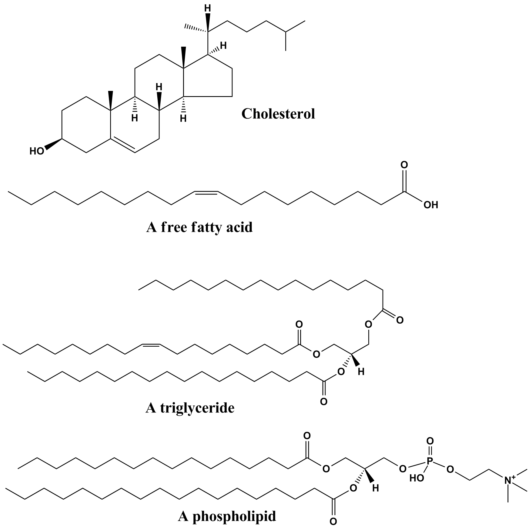 Cholesterol, a free fatty acid, a triglyceride, and a phospholipid are shown.