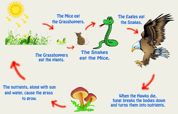 This is a food chain. The grasshopper eats plants. The mice eat the grasshopper. The snakes eat the mice. The eagles eat the snakes. When the hawks die, the fungi break down the bodies and turn them into nutrients. The nutrients, sun, and water cause the plants to grow.