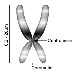 A chromosome is made of sister chromatids bonded at the centromere.