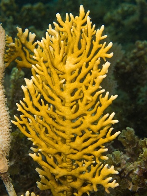 A yellow coral in the ocean.