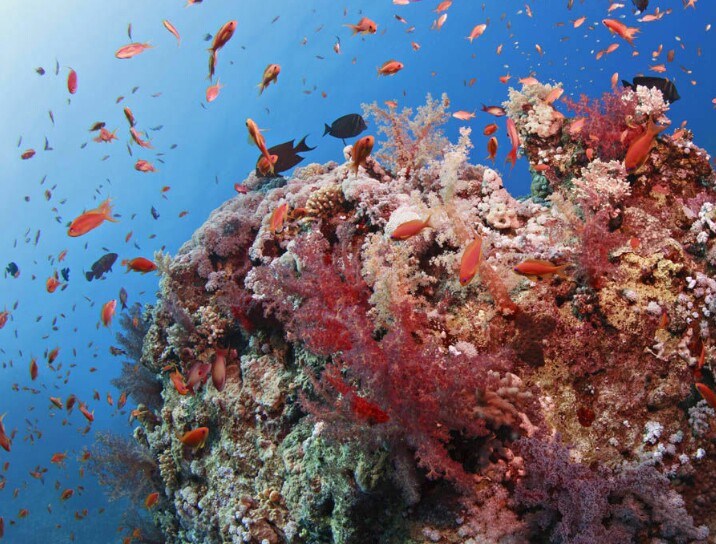 Coral reef