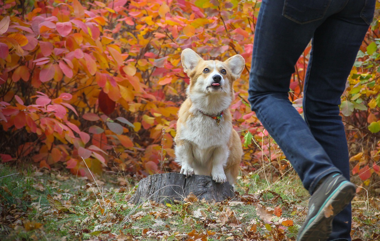 A corgi standing on a stump.