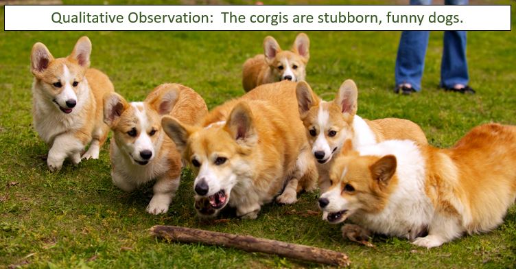 The same picture of corgis is shown, but this text box reads, "Qualitative Observation: The corgis are stubborn, funny dogs."