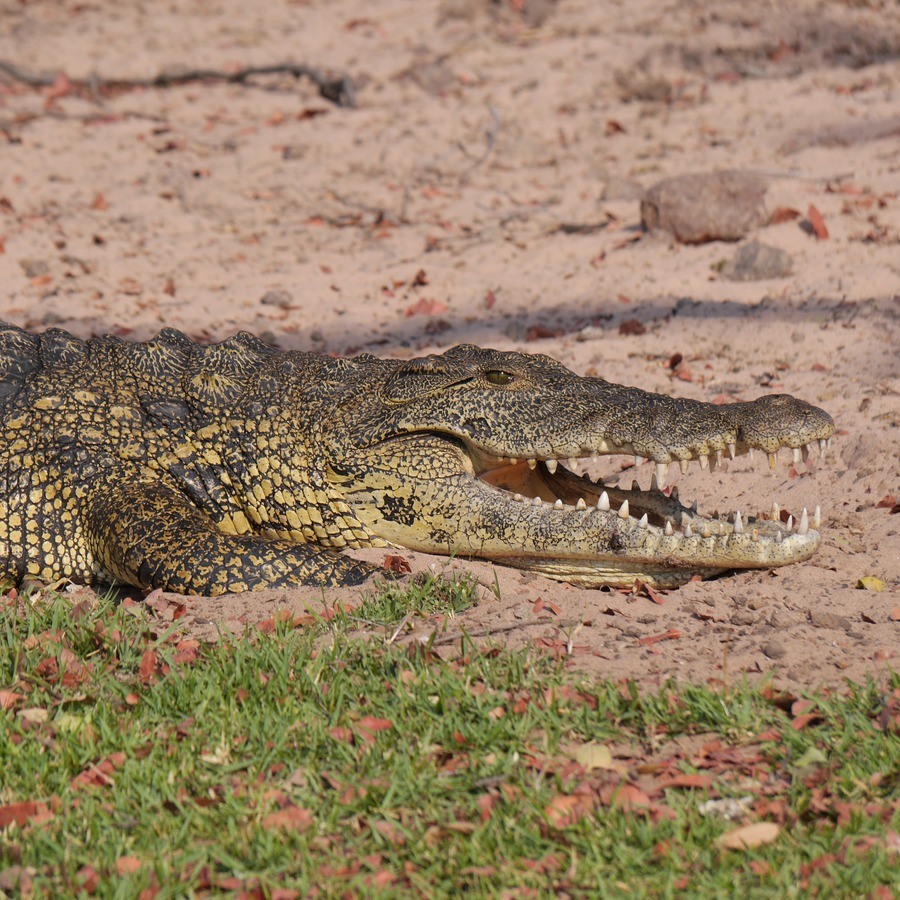 A crocodile is about to leap onto its prey...a big number!