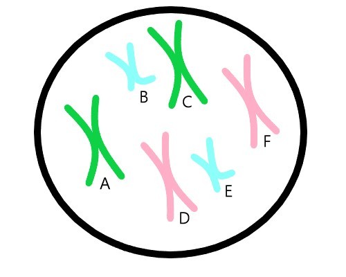 A cell is shown in the picture above. It contains six chromosomes with different colors.  A is green, B is blue, C is green, D is pink, E is blue, and F is pink. 