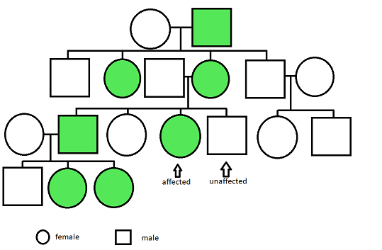 An unaffected female has children with an affected male. Their children are two unaffected males and two affected females. One of the unaffected  males has children with an unaffected female and neither of their two kids has the trait. One of the affected daughter of the original couple had children with an unaffected male. Their kids are an affected male, affected female, unaffected male, and unaffected female. Of those children, one of the affected males has children with and unaffected female. Their kids are two affected females and one unaffected male.