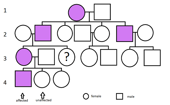 An affected female has children with an unaffected male. Their children are two affected males and two unaffected females. One of the affected males has two children with an unaffected female. The children don't have the trait. The unaffected daughter of the original couple has two children with an unaffected male. Both children are unaffected. The other affected son of the original couple has children with an unaffected female. The children are an affected female and a male whose phenotype we do not know. The affected daughter has kids with an unaffected male. Those kids are two unaffected females and an affected male.