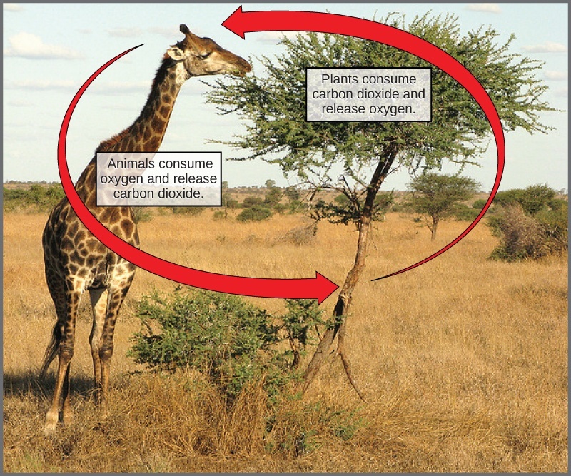 Plants consume carbon dioxide and release oxygen. Animals consume oxygen and release carbon dioxide.