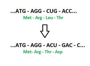 The original sequence is ATG - AGG - CUG - ACC and codes for Met Arg Leu and Thr. The mutated sequence is ATG - AGG - ACU - GAC - C... and codes for Met Arg Thr and Asp.
