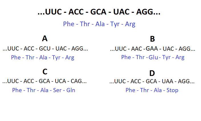 The priginal sequence codes for Phe - Thr - Ala - Tyr - Arg. A shows a sequence that codes for Phe - Thr - Ala - Tyr -Arg. B shows a sequence that codes for Phe -Thr - Glu - Tyr - Arg. C shows a sequence that codes for Phe - Thr - Ala - Ser - Gln. D shows a sequence that codes for Phe - Thr - Ala -Stop.