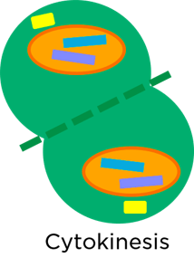 Cell Splitting
