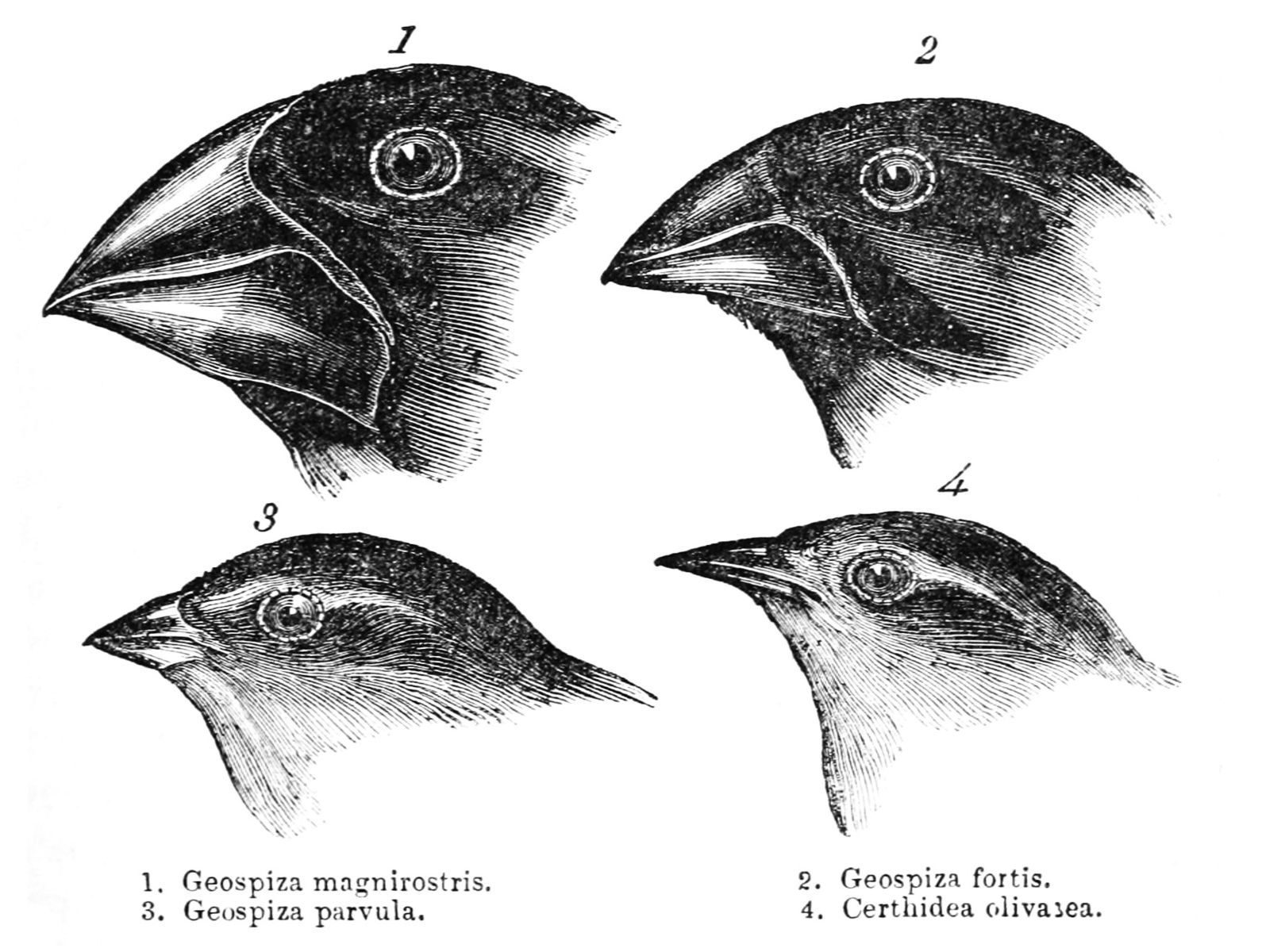 Four types of finches are shown in the picture above. The are similar, but they have very different beaks.