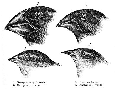Different types of finches found by Darwin