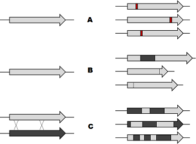 A shows one DNA strand and then 3 versions of the strand, each with a different single base mutation. B shows a strand and then 3 strands, each of a different length. C shows two strands being mixed to make 3 different strands with pieces of both original strands.