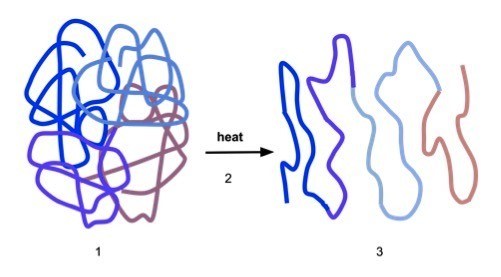 Denatured enzymes lose their shape.