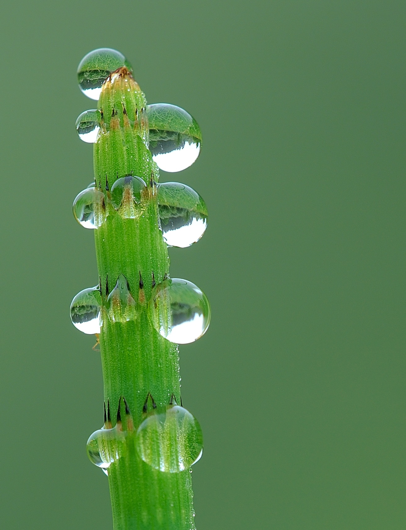 Dew droplets on the sides of a vertically standing plant stalk.