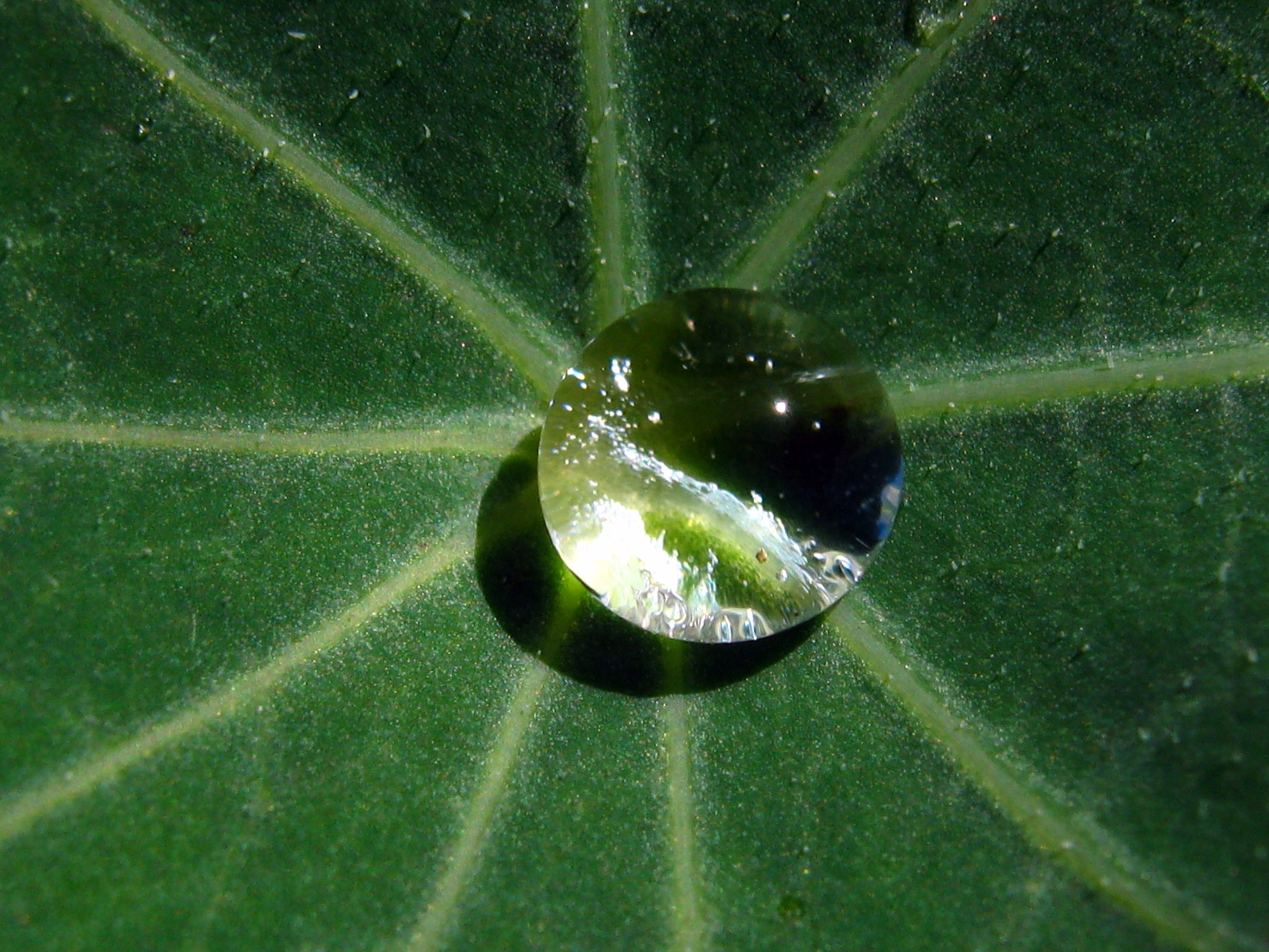 A round water droplet on a leaf.