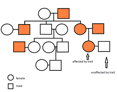 A pedigree. An unaffected female has children with an affected male. Their children are an affected male, unaffected male, and affected female. The affected female has a child with an affected male. The child is an affected female. The unaffected son of the original couple has children with an unaffected female. Their children are an unaffected male and unaffected female. The unaffected male has a child with an unaffected female. The child is an unaffected male.