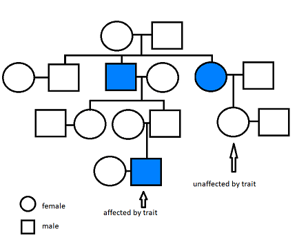 A pedigree. An unaffected female has children with an unaffected female. Their children are an unaffected male, affected male, and affected female. The affected female has a child with an unaffected male. The child is unaffected. The affected male son from the original couple has children with an unaffected female. Their children are an unaffected female and unaffected male. The unaffected male has a child with an unaffected female. Their child is an affected male.