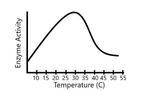 A graph showing enzyme activity at various temperatures. The activity increases as the temperature increases until it reaches between 30 and 35 degrees Celsius. Then, the enzyme activity drastically decreases as the temperature rises.
