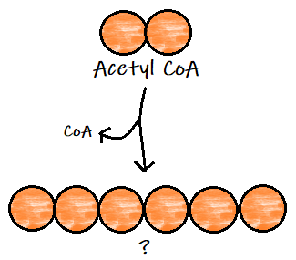 A diagram of Acetyl CoA reacting to form a 6-carbon molecule. The reaction releases CoA.
