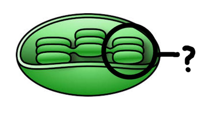 A stack of pancake like structures is shown.