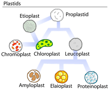 There are many types of plastids. Proplastids can be divided into etioplasts, chloroplasts, and leucoplasts. Chloroplasts contain chromoplasts, while leucoplasts are divided into proteinoplasts, elaiplasts, and amylplasts.
