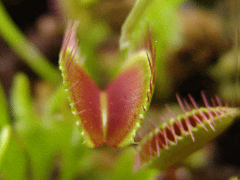 The image shows a Venus fly trap closing its leaf "mouth" due to a stimulus.