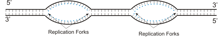 A double stranded segment of linear DNA is shown with two areas of replication.  