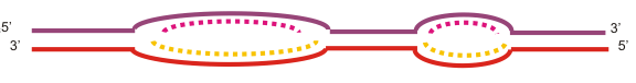A strand of DNA with two circular replication areas.