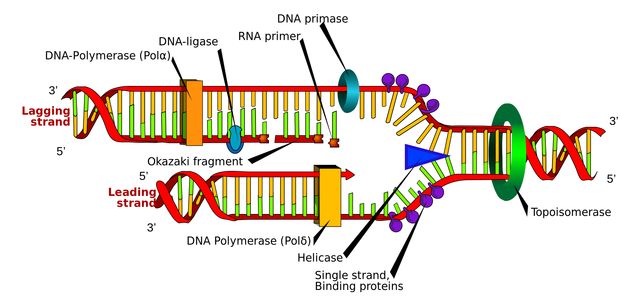 Process of DNA Replication Expii