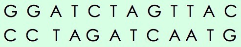 Two base pair sequences for DNA are shown. The top strand reads "GGATCTAGTTAC". The bottom strand reads "CCTAGATCAATG". They are complements of each other.