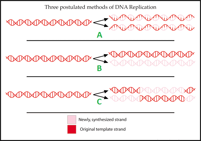 Image A shows a double helix of DNA being separated into two strands, which are then used as a template strand. Image B shows a double helix that is copied identically. Image C shows a strand of DNA that is chopped into quarters and copied.