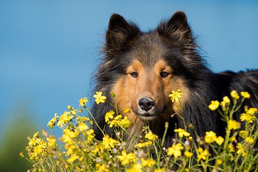 The image shows a shelty dog in a field of yellow flowers.