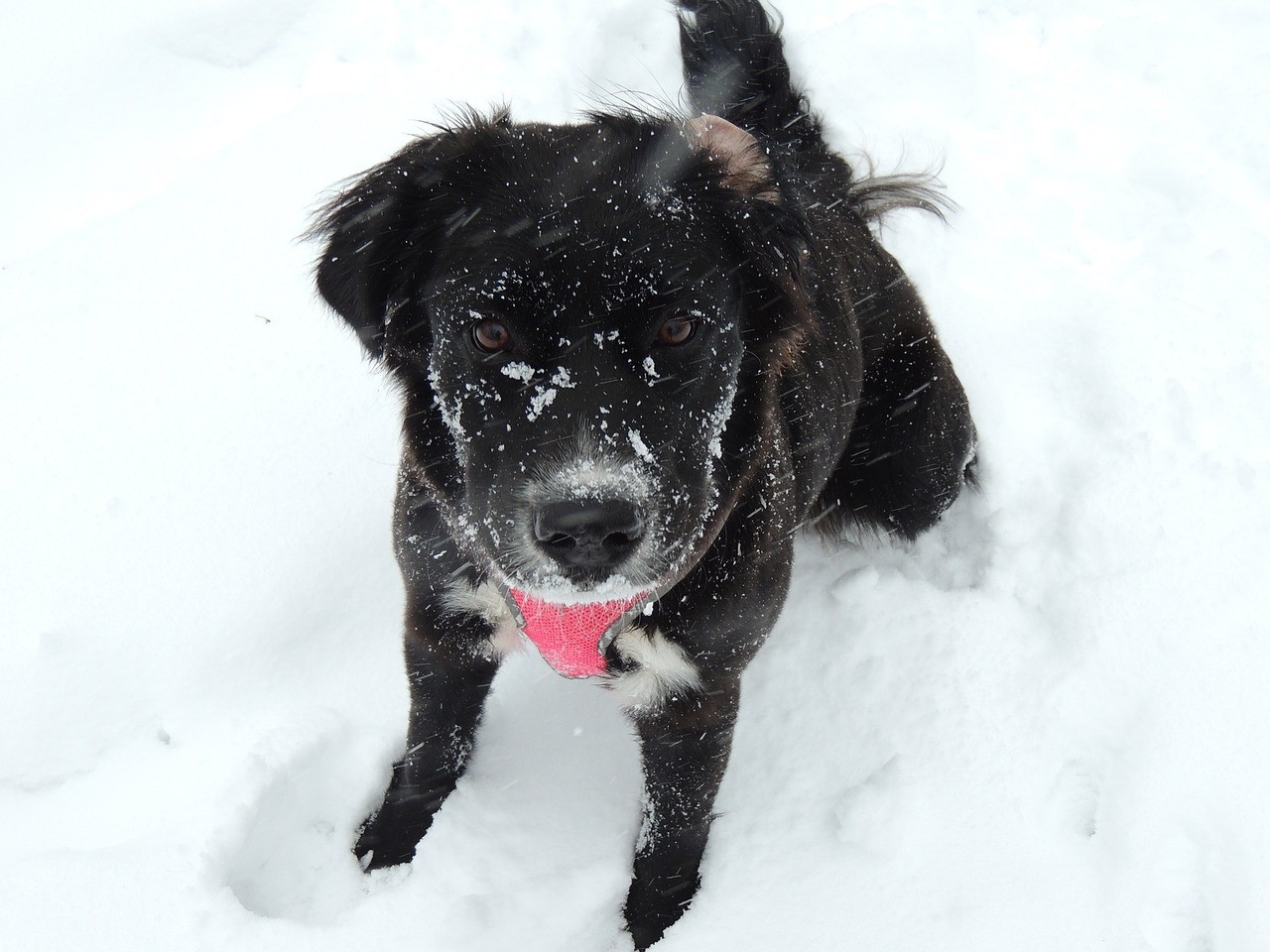 A puppy that got its face in the snow
